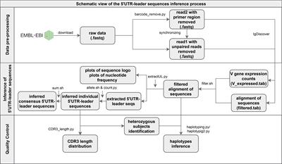 Computational Inference, Validation, and Analysis of 5’UTR-Leader Sequences of Alleles of Immunoglobulin Heavy Chain Variable Genes